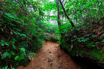 狭い溝状の登山道