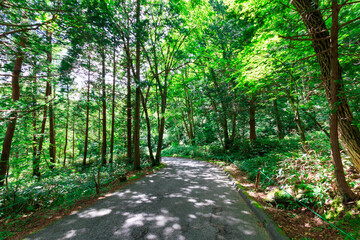 山の中の緑の林道
