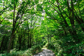 Fototapeta na wymiar 山の中の緑の林道