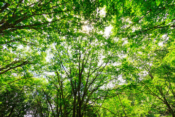 Fototapeta na wymiar 森の中で見上げた木々の葉と新緑