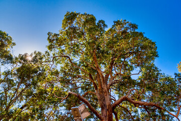 Trees and landscapes along the Blackwood River in the southwest of WA