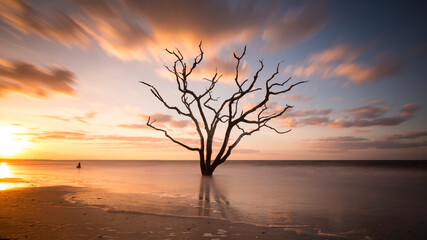 A ghost tree on a beach