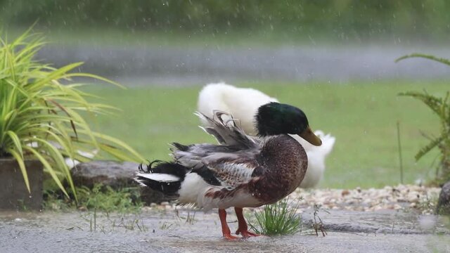Flock of ducks playing in the rain on a rainy day 