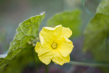 yellow flowers Luffa acutangula in the garden