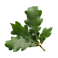 Green oak leaves isolated on a white background