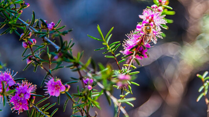 Australian Native wild flowers, Boronia Growing In Eucalyptus Karri Woodland - obrazy, fototapety, plakaty