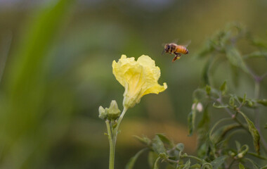 bee on a flower