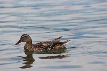 Duck quacking away in water