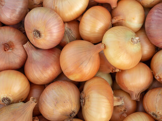 Bulb onion close-up. Fresh harvest of onions. Agriculture. Background for wallpaper.