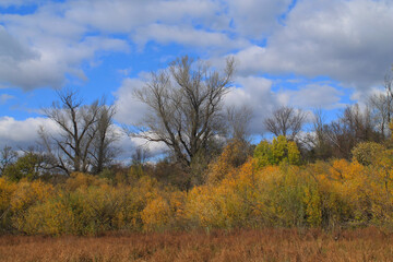 autumn landscape with trees