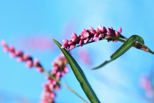 Creeping smartweed (Persicaria longiseta) flowers. Polygonaceae annual weed.
