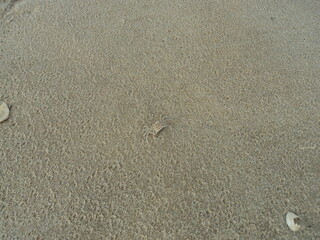 Small ghost crab on a beach