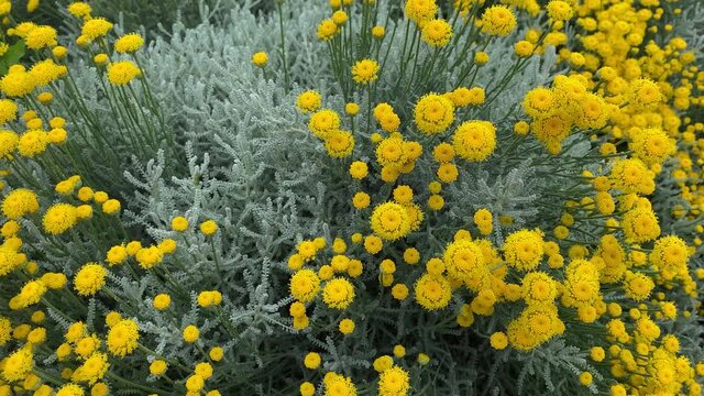 Decorative flowers of yellow tansy on a flower bed.