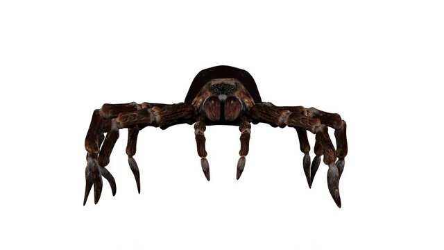 4K Spider Walk Animation. Looped. Alpha channel included.

