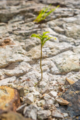 grass growing on rock