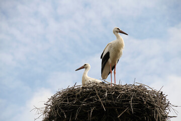 Two storks in nest
