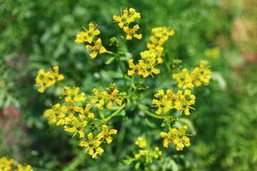 ruta zwyczajna ruta graveolens