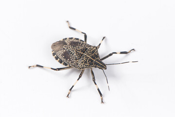 macro the stinkbug isolated on white background
