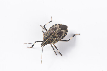 macro the stinkbug isolated on white background