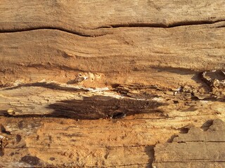 Dead Tree trunk. The Log of wood is used as firewood in Botswana.