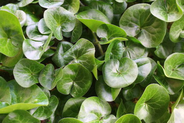 kopytnik pospolity asarum europaeum