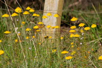 Wanderer butterfly resting on Australian native wildflower, the paper daisy Xerochrysum viscosum