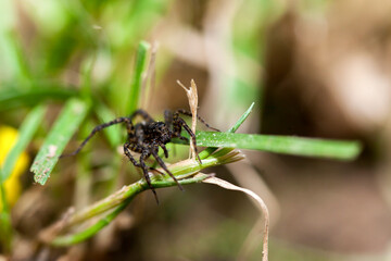 A jumping spider on the green grass