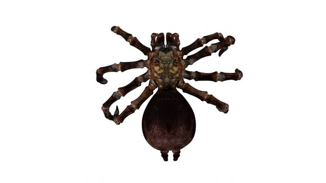 4K Spider Walk Animation. Looped. Alpha channel included.

