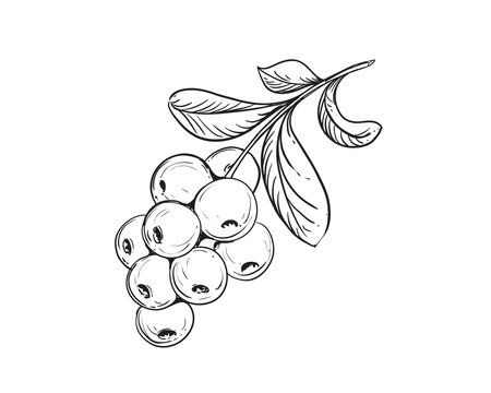 Hand drawn sketch black and white cranberry, leaf. Vector illustration. Elements in graphic style label, card, sticker, menu, package. Engraved style