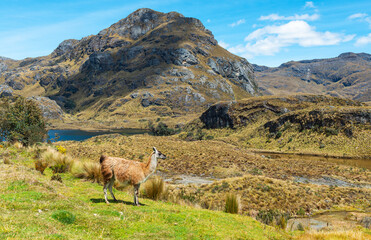 Llama (Lama glama) in Andes mountains landscape, Cajas national park, Cuenca, Ecuador. © SL-Photography