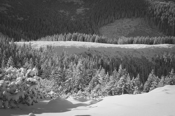 Monochrome mountain forest view, Western Tatras, Poland. Couloirs with snow, coniferous trees growing on the hills. Selective focus on the details, blurred background.