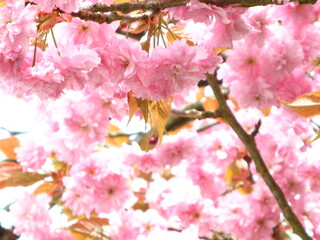 pink cherry blossom