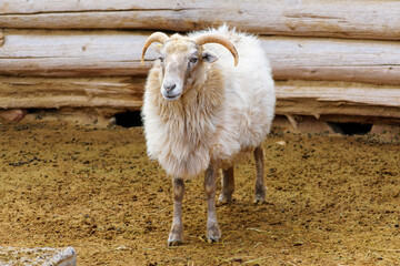 Navajo Churro Sheep is a breed of domestic sheep originating with the Spanish Churra sheep obtained...