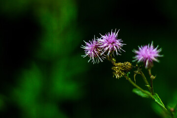 thistle flower