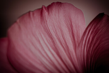 Fototapeta na wymiar red rose petals