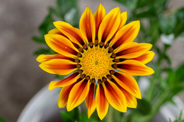 Gazania rigens splendens treasure flowers in bloom, orange yellow cultivated ornamental garden flowering plants