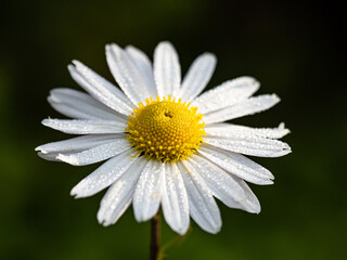 Obraz premium Herbstastern