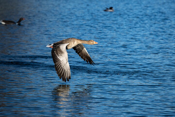 Fototapeta na wymiar The flying greylag goose, Anser anser is a species of large goose