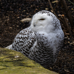 The Snowy Owl, Bubo scandiacus is a large, white owl of the owl family