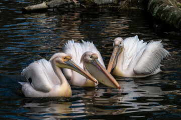 Great White Pelican, Pelecanus onocrotalus in a park