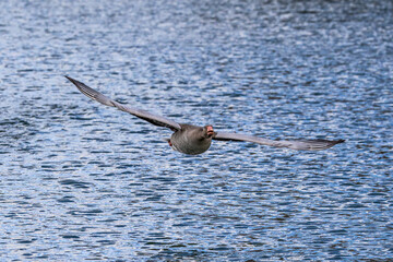 The flying greylag goose, Anser anser is a species of large goose