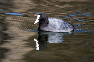 The Eurasian coot, Fulica atra swimming on the Kleinhesseloher Lake at Munich, Germany