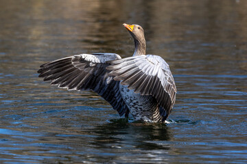 The greylag goose, Anser anser is a species of large goose