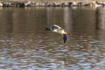 Common Merganser, Goosander, Mergus merganser, flying over a lake in Munich, Germany