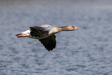 The flying greylag goose, Anser anser is a species of large goose