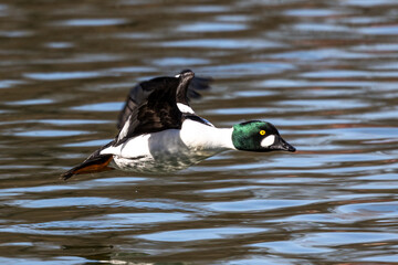 Wild duck or mallard, Anas platyrhynchos flying over a lake in Munich, Germany