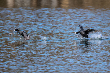 The Eurasian coot, Fulica atra swimming on the Kleinhesseloher Lake at Munich, Germany