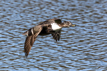 Wild duck or mallard, Anas platyrhynchos flying over a lake in Munich, Germany