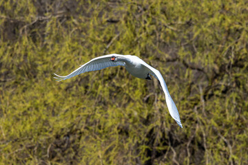 Mute swan, Cygnus olor flying over a lake in the English Garden in Munich, Germany