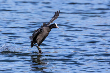 The Eurasian coot, Fulica atra swimming on the Kleinhesseloher Lake at Munich, Germany